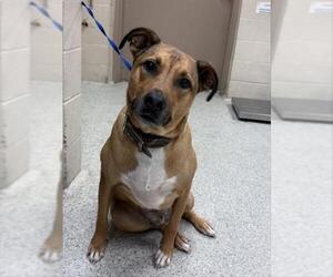 German Shepherd Dog-Unknown Mix Dogs for adoption in Conroe, TX, USA