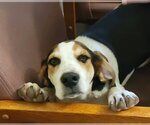 Small #2 English Springer Spaniel-Treeing Walker Coonhound Mix