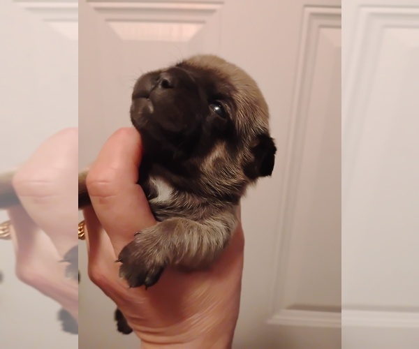 Medium Photo #8 Poodle (Toy)-Pug Mix Puppy For Sale in NEW WAVERLY, TX, USA