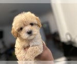 Small #1 Maltipoo