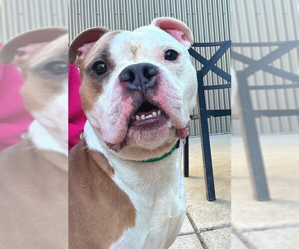 Medium Photo #1 Bulldog-Unknown Mix Puppy For Sale in Sacramento, CA, USA