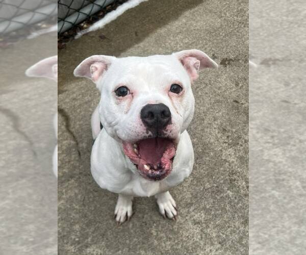 Medium Photo #2 Mutt Puppy For Sale in Crete, IL, USA