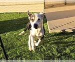 Small #10 Mutt