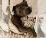 Small #1 American Pit Bull Terrier Mix