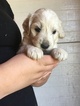 Puppy 3 Pyredoodle