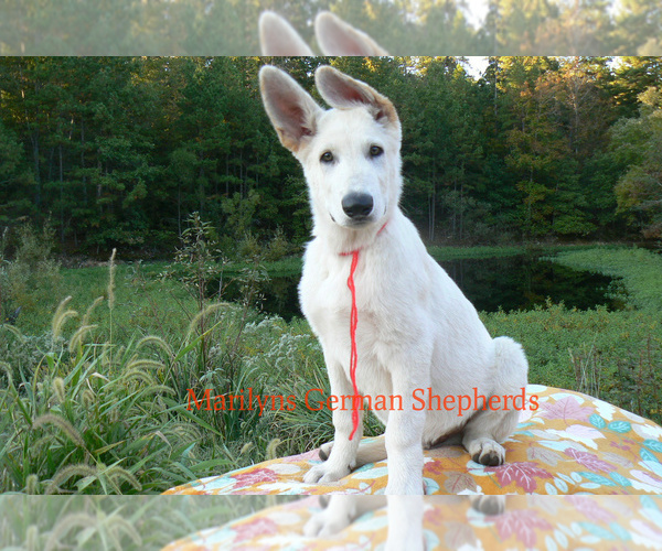 Medium Photo #4 German Shepherd Dog Puppy For Sale in PIEDMONT, MO, USA