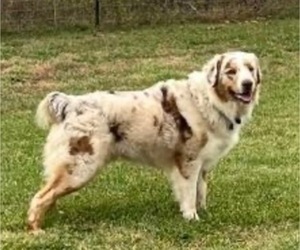 Father of the Aussiedoodle puppies born on 11/24/2024