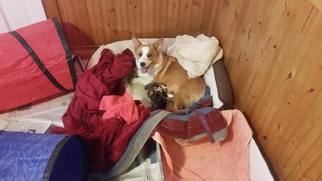 Mother of the Pembroke Welsh Corgi puppies born on 05/15/2017