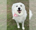 Small #1 Great Pyrenees