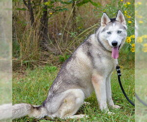Dolly - Female Siberian Husky Dog for Adoption - Photo #4