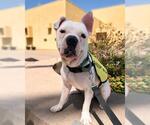 Small Photo #5 Bulldog-Unknown Mix Puppy For Sale in Chula Vista, CA, USA