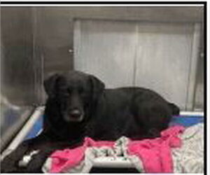 Labrador Retriever-Unknown Mix Dogs for adoption in NEWPORT NH, NH, USA