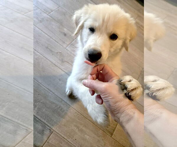 Medium Photo #5 Great Pyrenees Puppy For Sale in Spring, TX, USA