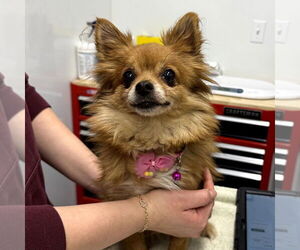 Pomeranian-Unknown Mix Dogs for adoption in Chico, CA, USA