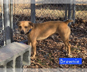 Feist Terrier-Rat Terrier Mix Dogs for adoption in Albemarle, NC, USA