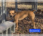 Small Feist Terrier-Rat Terrier Mix