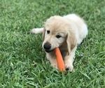 Small Photo #1 Golden Retriever Puppy For Sale in BAYTOWN, TX, USA