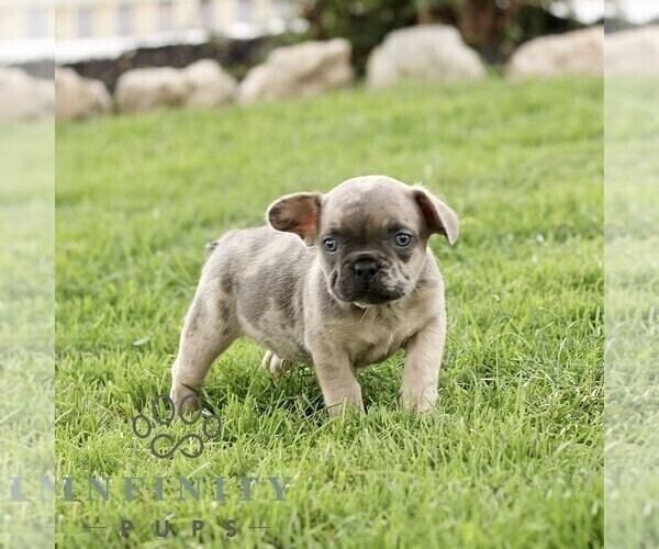 Medium Photo #2 French Bulldog Puppy For Sale in RONKS, PA, USA