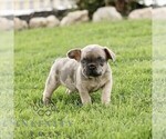 Small #1 French Bulldog