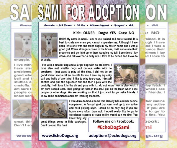 Medium Photo #2 Unknown-white german shepherd Mix Puppy For Sale in Hoffman Estates, IL, USA