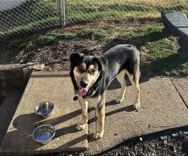 Medium Photo #1 Mutt Puppy For Sale in Springdale, PA, USA