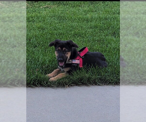 Medium Photo #1 German Shepherd Dog-Unknown Mix Puppy For Sale in MIDWAY, UT, USA