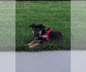 German Shepherd Dog-Unknown Mix Dogs for adoption in MIDWAY, UT, USA