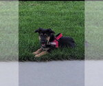 Small German Shepherd Dog Mix