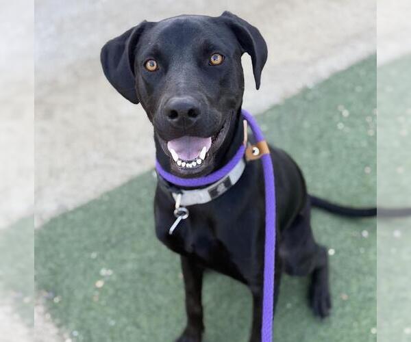 Medium Photo #7 Labrador Retriever-Unknown Mix Puppy For Sale in San Diego, CA, USA