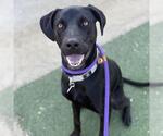 Small #6 Labrador Retriever Mix