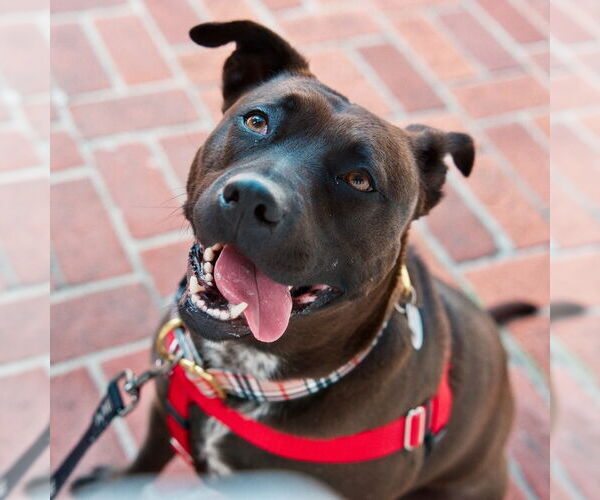 Medium Photo #1 Staffordshire Bull Terrier-Unknown Mix Puppy For Sale in San Jose, CA, USA