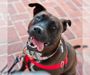 Medium Staffordshire Bull Terrier Mix