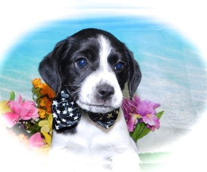 Beagle-Jack-Rat Terrier Mix Puppy for sale in HAMMOND, IN, USA
