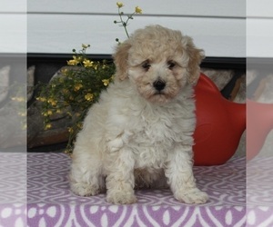 Poodle (Miniature) Puppy for sale in FREDERICKSBURG, OH, USA
