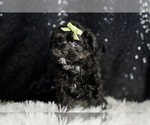 Small #5 Morkie
