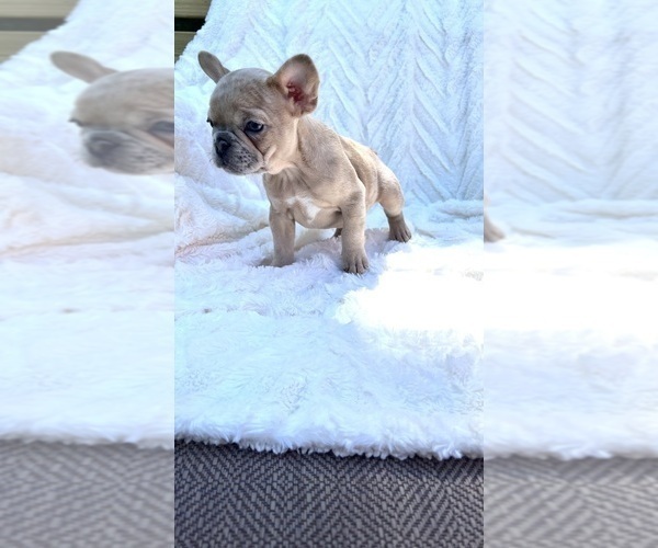 Medium Photo #5 French Bulldog Puppy For Sale in FLORENCE, KY, USA