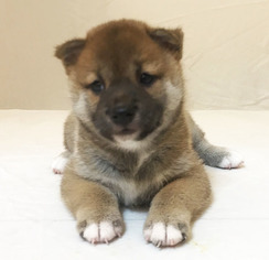 Shiba Inu Puppy for sale in SAN JOSE, CA, USA