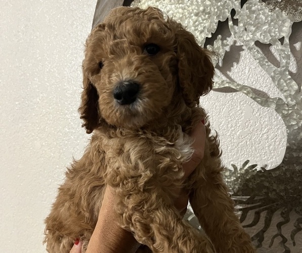 Medium Photo #1 Goldendoodle Puppy For Sale in FRESNO, CA, USA