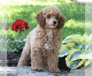Poodle (Miniature) Dog for Adoption in MILLERSBURG, Ohio USA