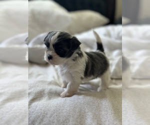 Mal-Shi Puppy for Sale in ELK GROVE, California USA