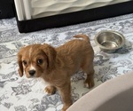 Puppy 1 Cavalier King Charles Spaniel