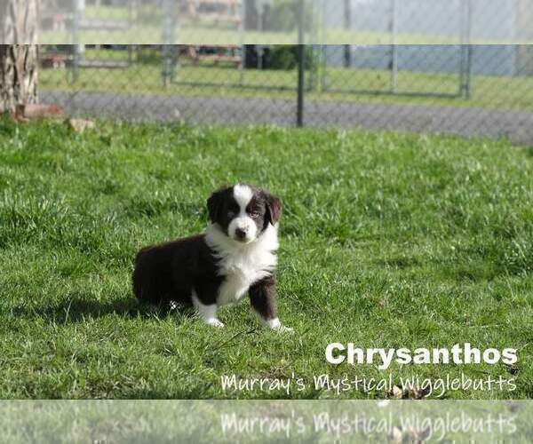 Medium Photo #2 Miniature American Shepherd Puppy For Sale in PASCO, WA, USA