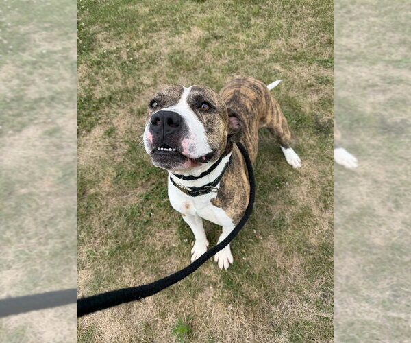 Medium Photo #3 American Staffordshire Terrier Puppy For Sale in Pierceton , IN, USA