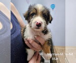 Small #2 Mutt