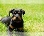 Small #11 Rottweiler