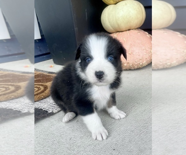 Medium Photo #6 Australian Shepherd Puppy For Sale in LODA, IL, USA