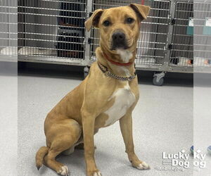 Retriever -Unknown Mix Dogs for adoption in Washington, DC, USA