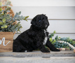 Small #2 Goldendoodle (Miniature)