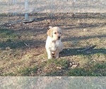 Small Photo #3 Golden Retriever Puppy For Sale in SINGERS GLEN, VA, USA