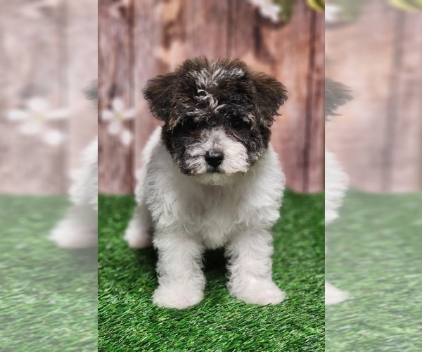Medium Photo #6 YorkiePoo Puppy For Sale in CAPAC, MI, USA